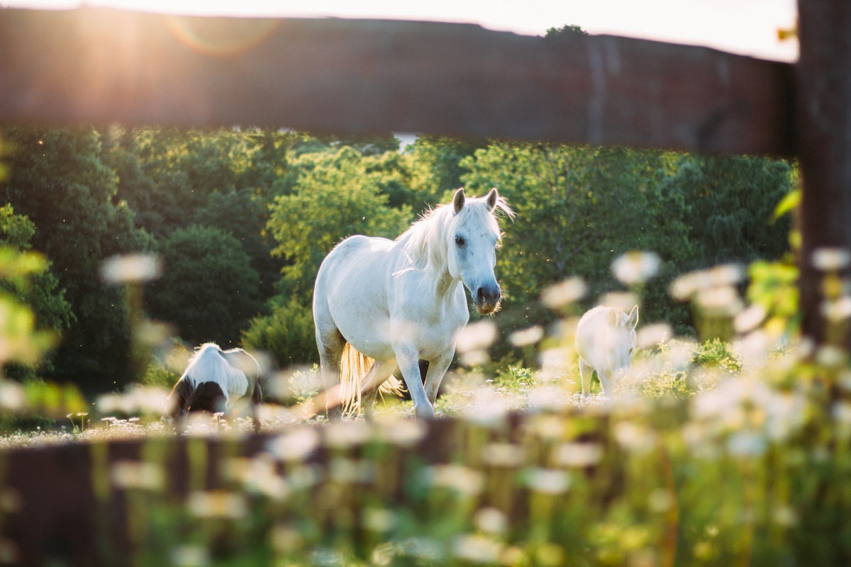 Pferd im goldenen Sommerlicht auf der Weide