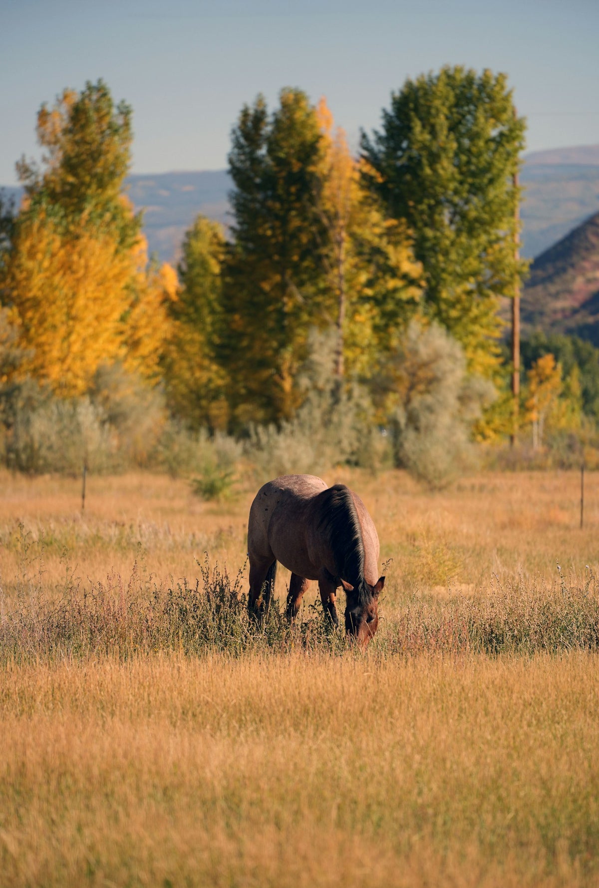 Pferd auf herbstlicher Weide mit Bäumen im Hintergrund