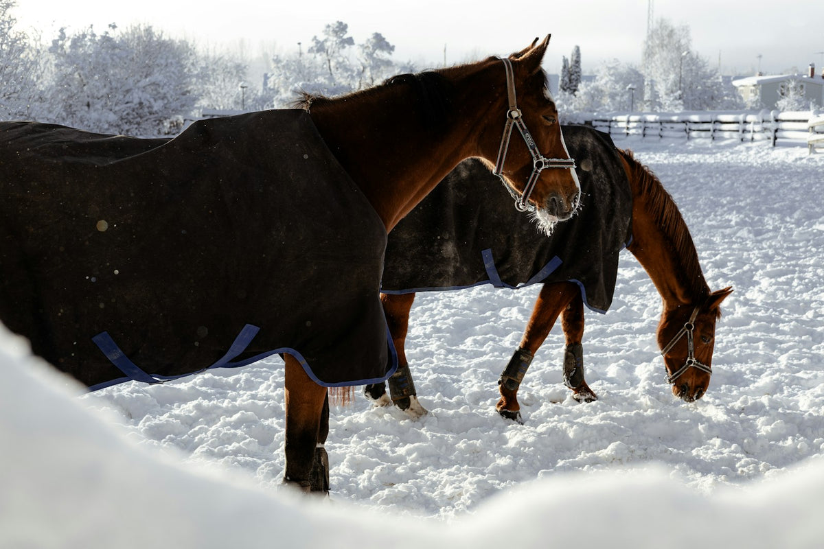 Zwei Pferde mit Winterdecken im Schnee