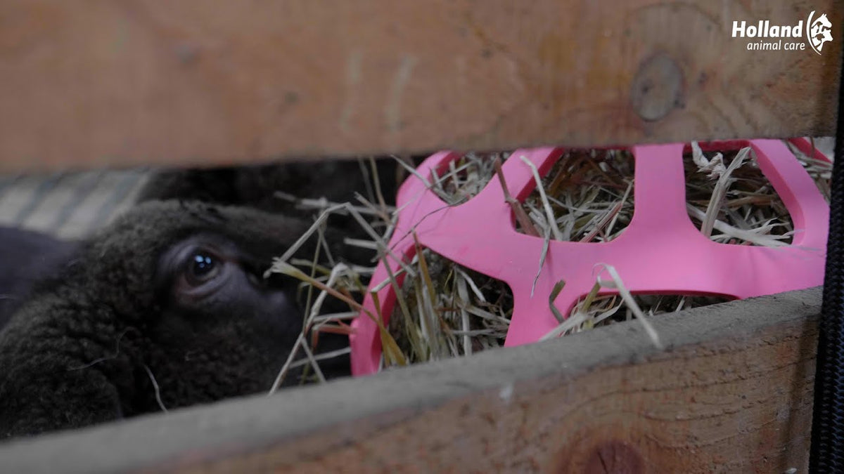 Hay Slow Feeder Fun & Flex Grün