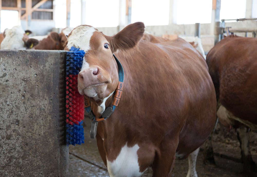 Bürste für Pferd, Rind, Ziege