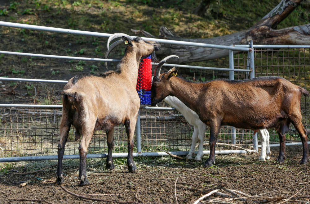 Bürste für Pferd, Rind, Ziege