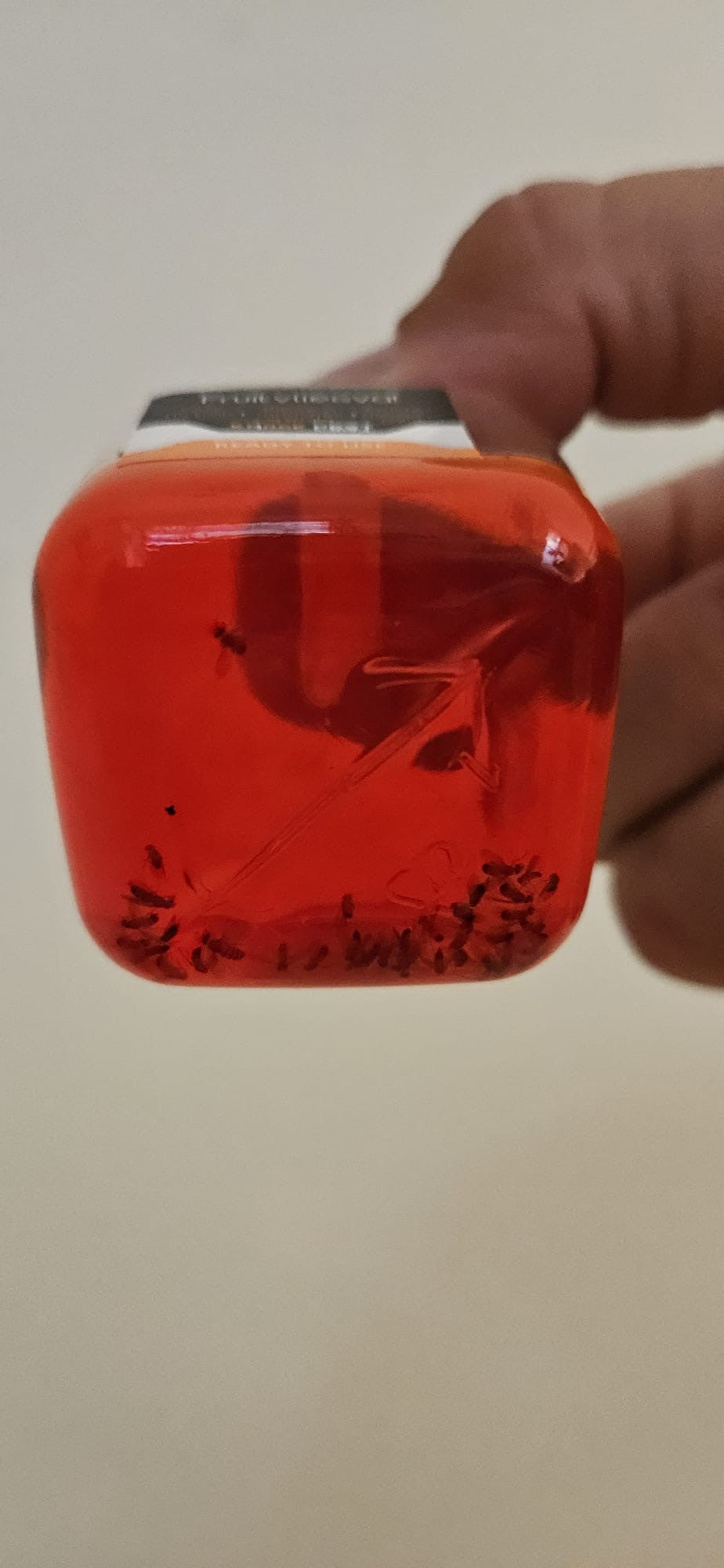 Knock Pest Fruchtfliegenfalle 1 Falle