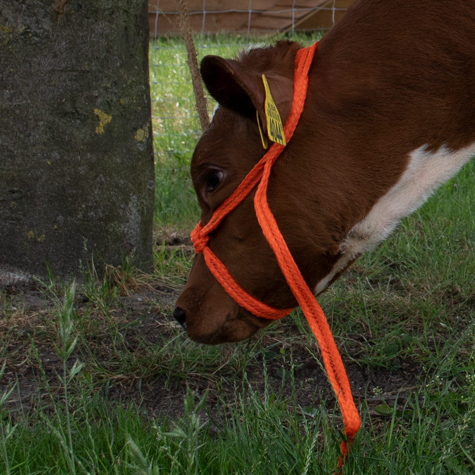 Halfter Kalb einstellbar breit orange Kalb