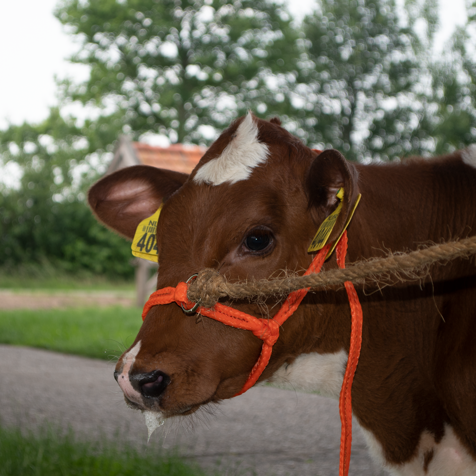 Halfter Kalb einstellbar breit orange Kalb