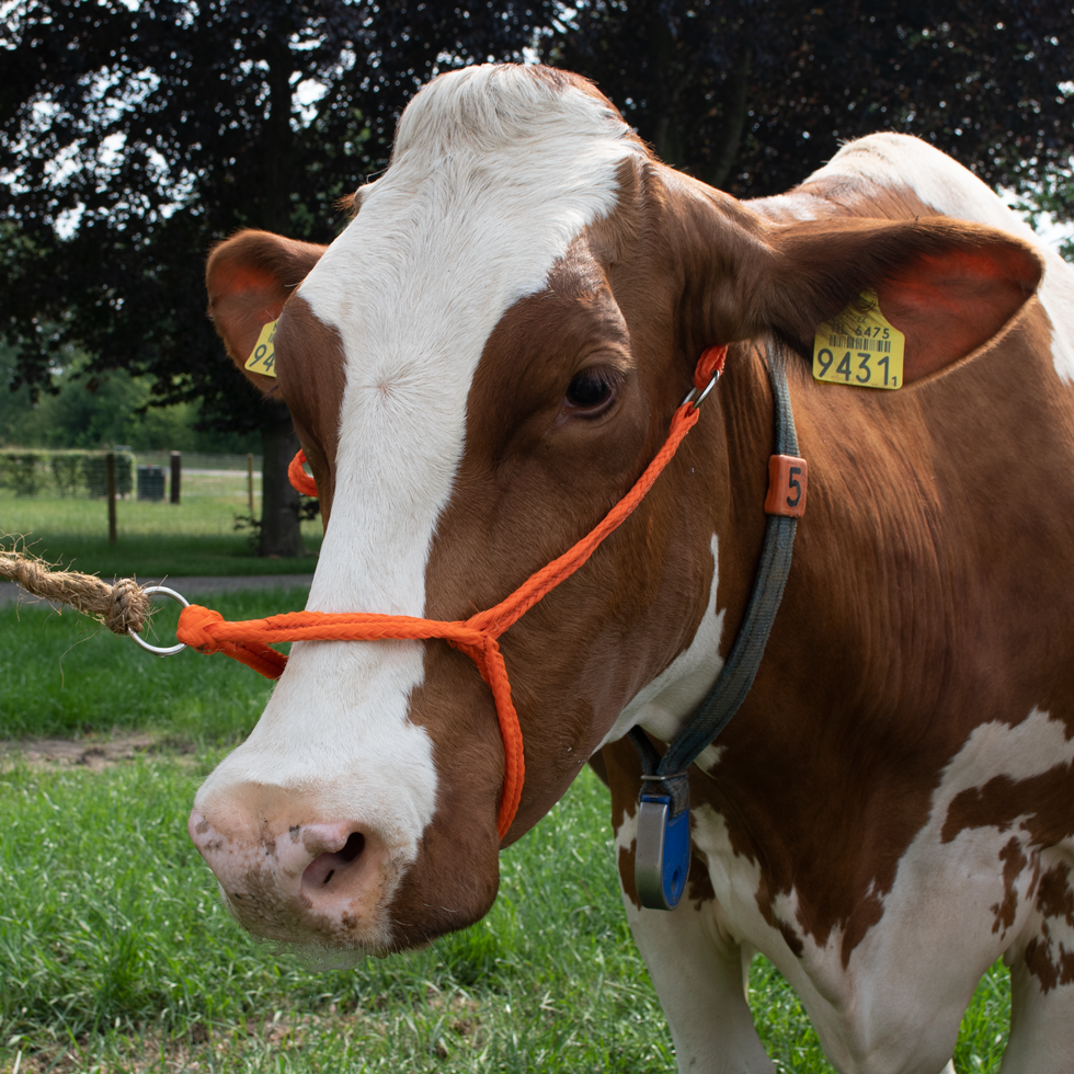 Halfter Kalb einstellbar breit orange Kuh