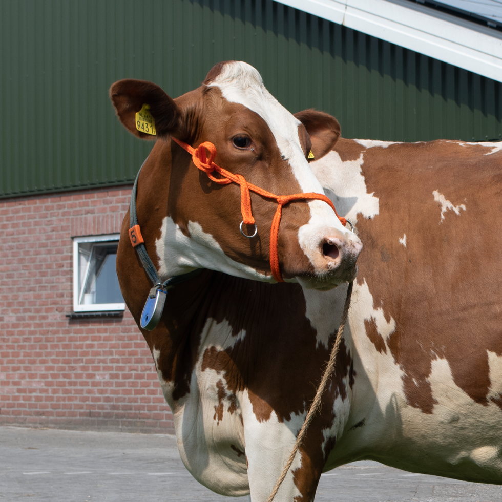 Halfter Kalb einstellbar breit orange Kuh