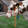 Halfter Kalb einstellbar breit orange Große Kuh