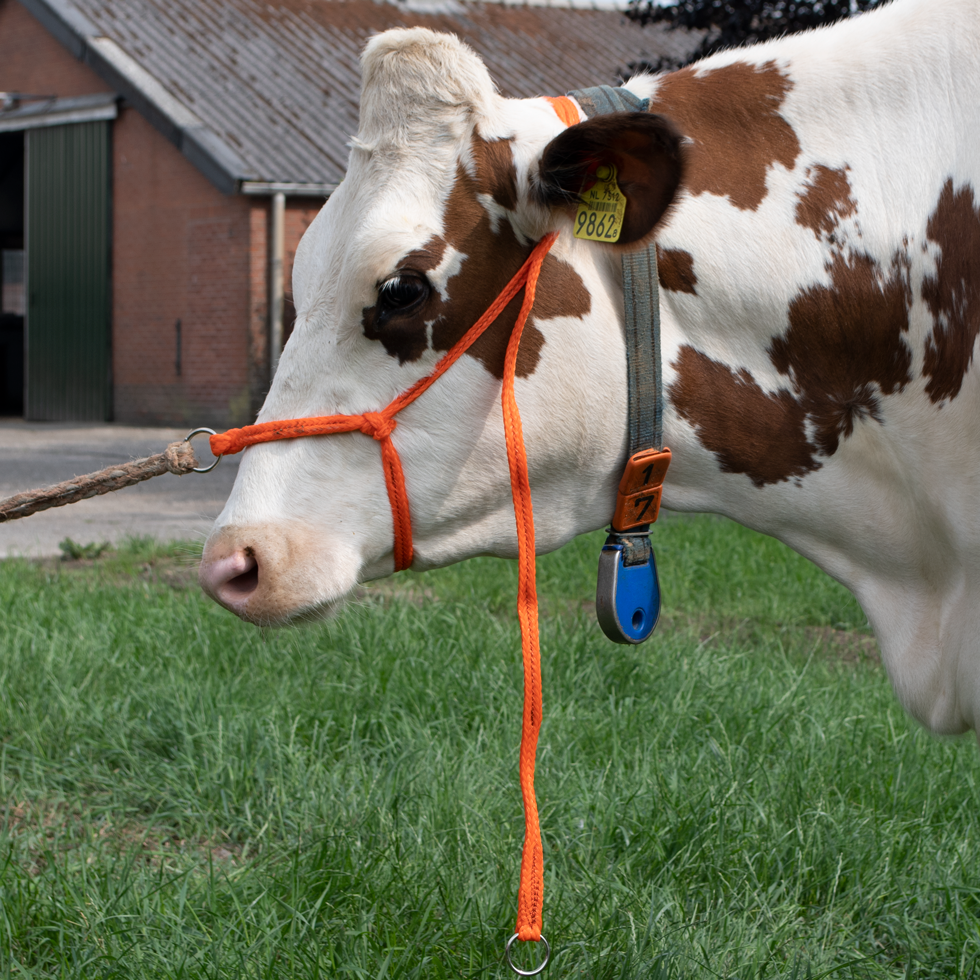 Halfter Kalb einstellbar breit orange Große Kuh