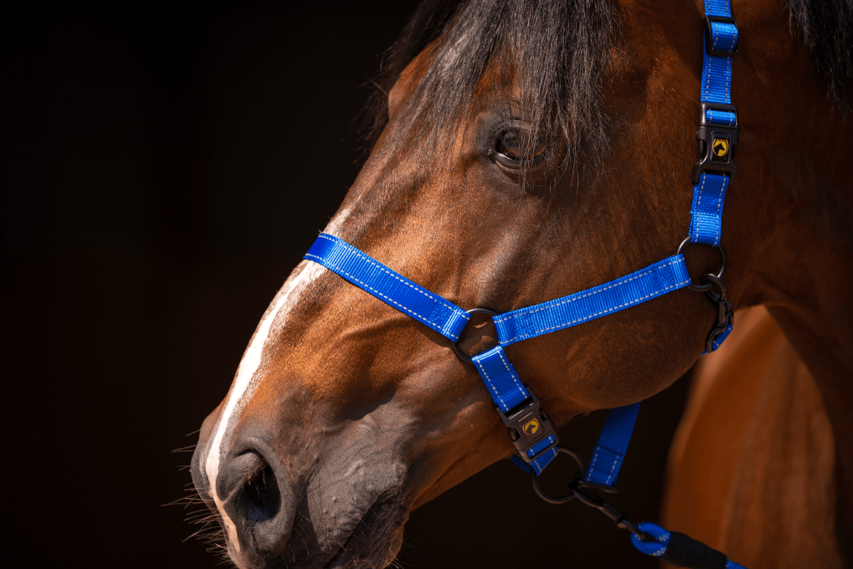 Excellent Premium Halfter Blau XS