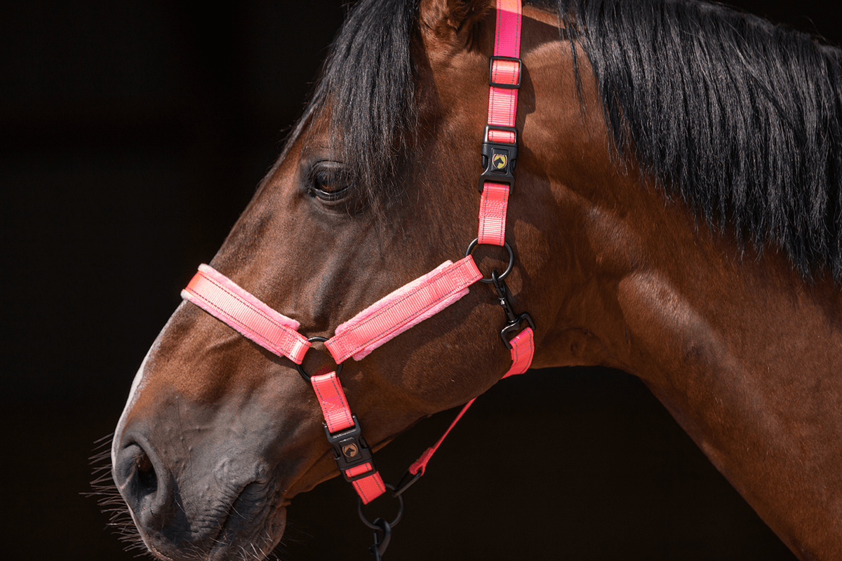 Excellent Superior Halfter Rosa XS