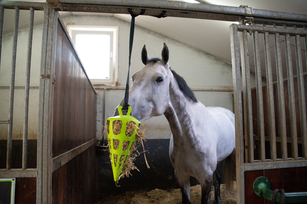 Hay Slow Feeder Fun & Flex Carrot Grün