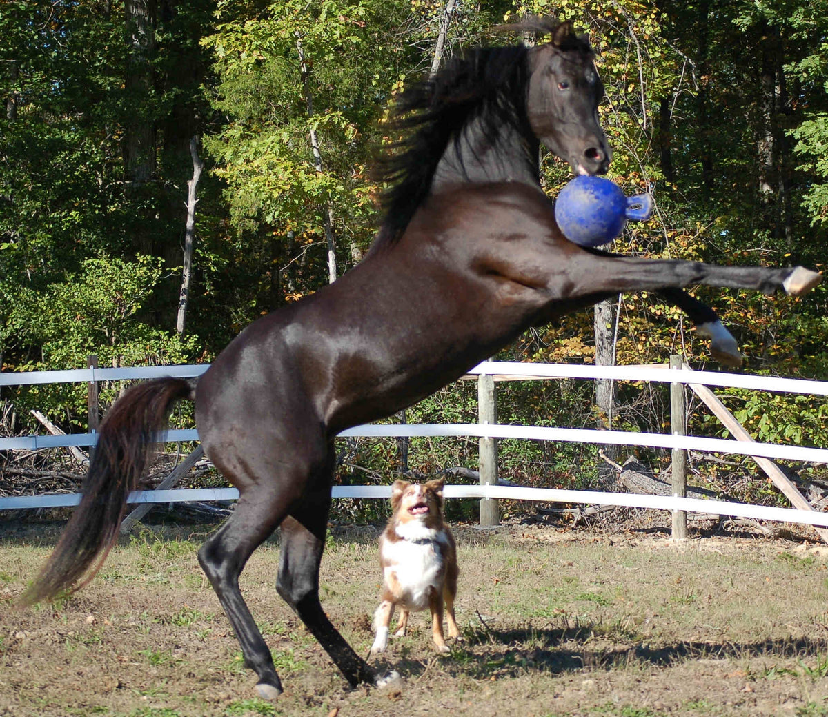 Jolly Ball Rot/Weiß (pfefferminz)