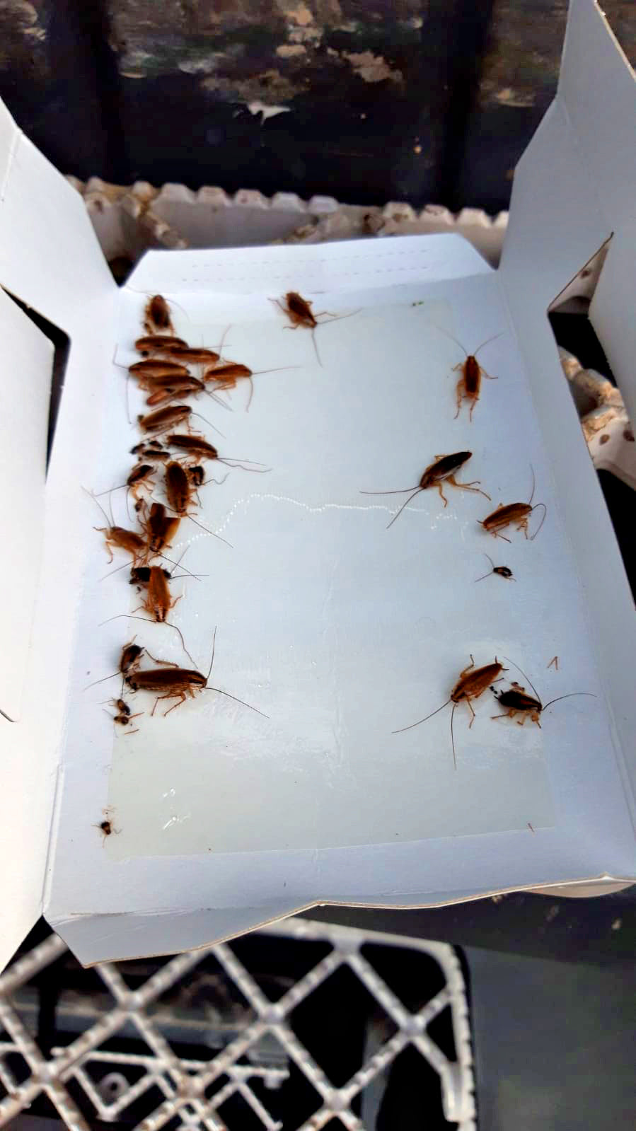 Knock Pest Insektenfalle Groß