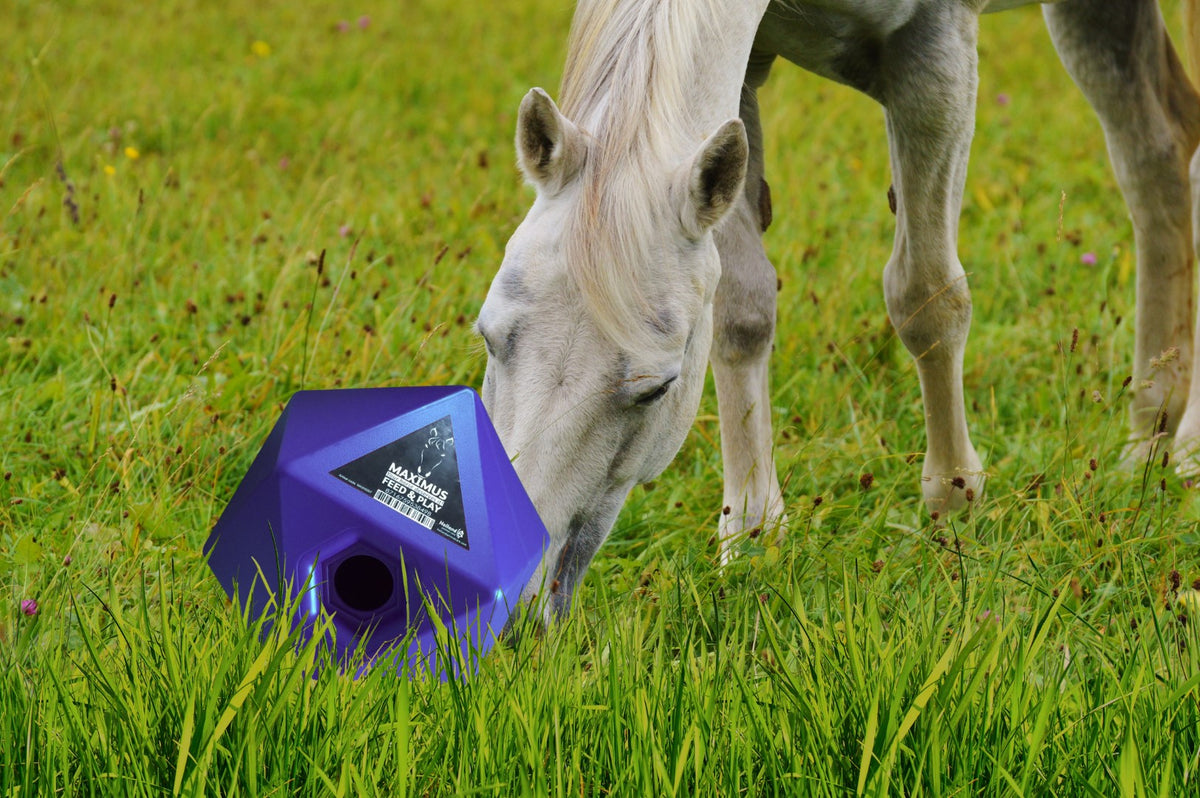 Maximus Feed & Play Blau