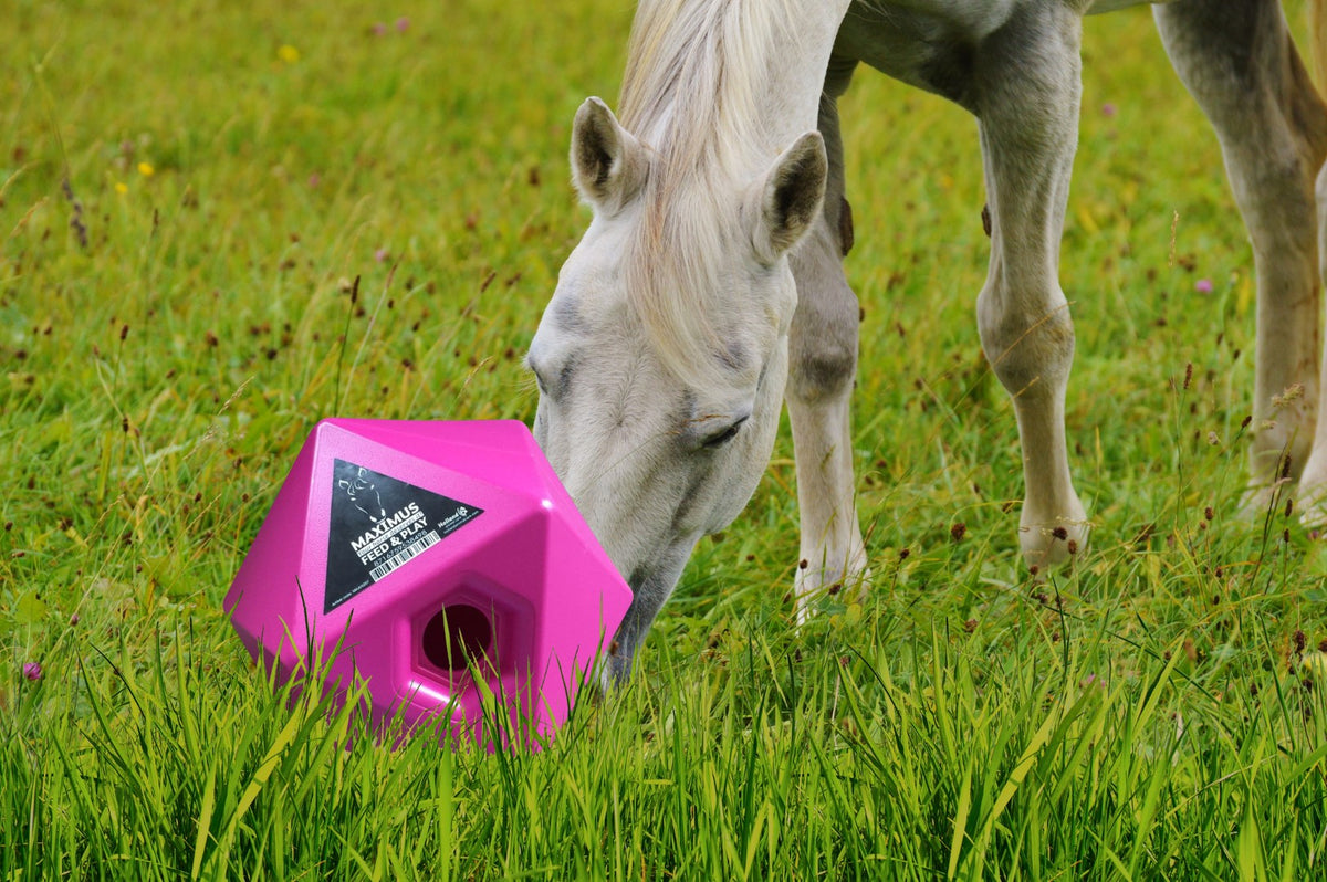 Maximus Feed & Play Rosa