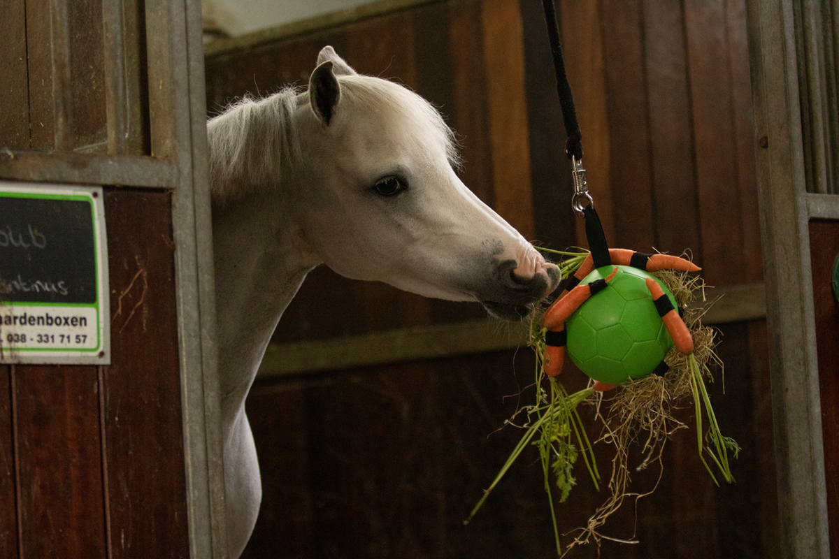 Excellent Horse Fun Play Ball Rosa
