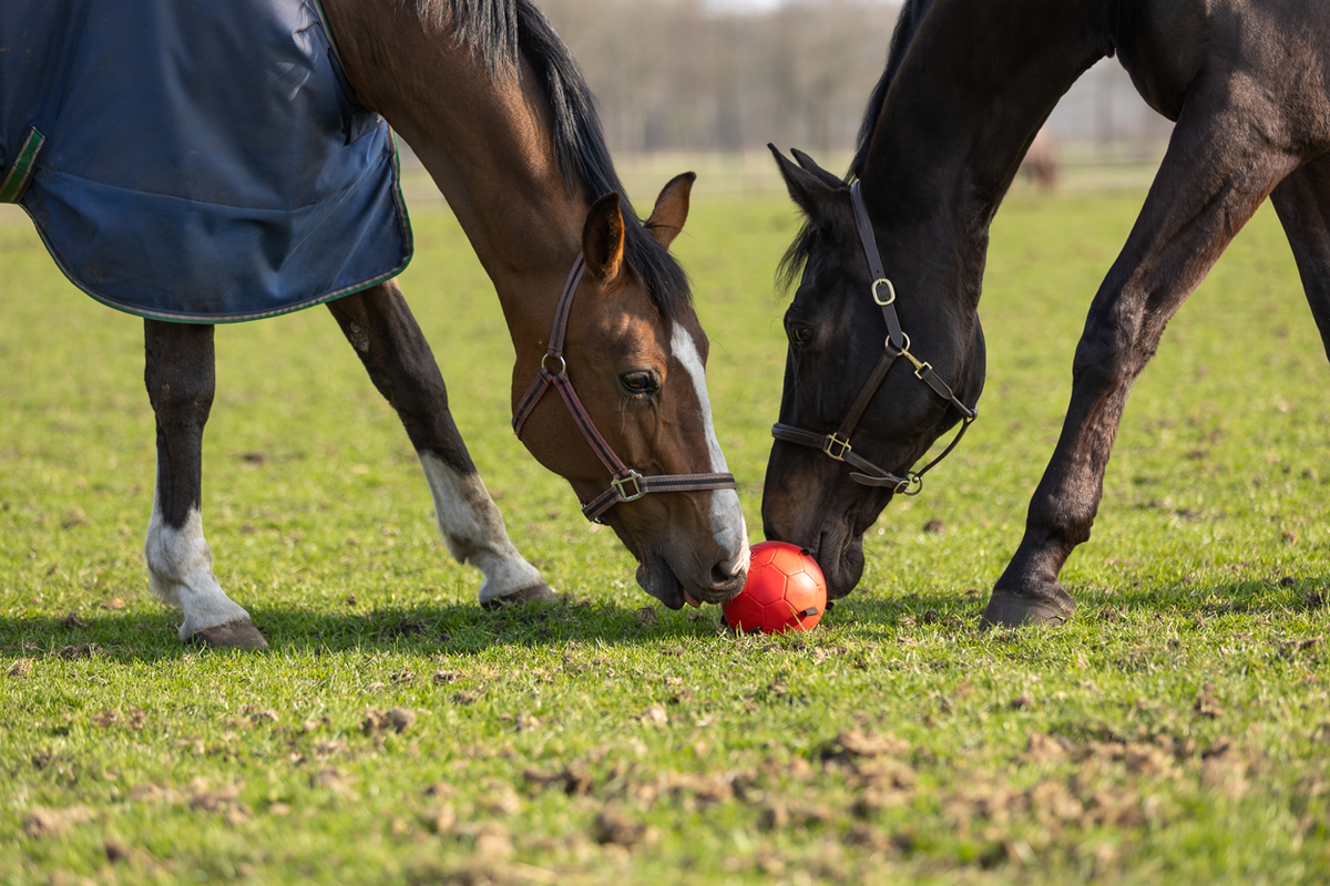 Excellent Horse Fun Play Ball Rosa
