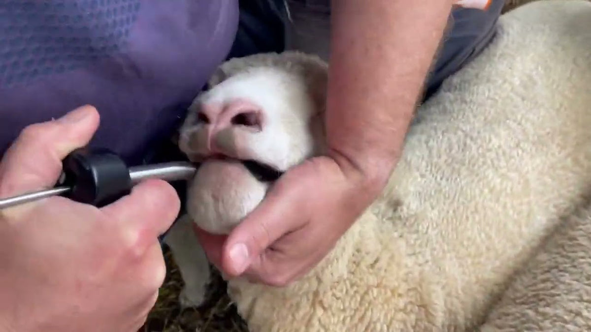 Sheep Bullet Mineralenboli 10 St.