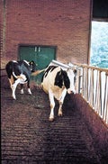 Viehbürste "Vink", Komplett
