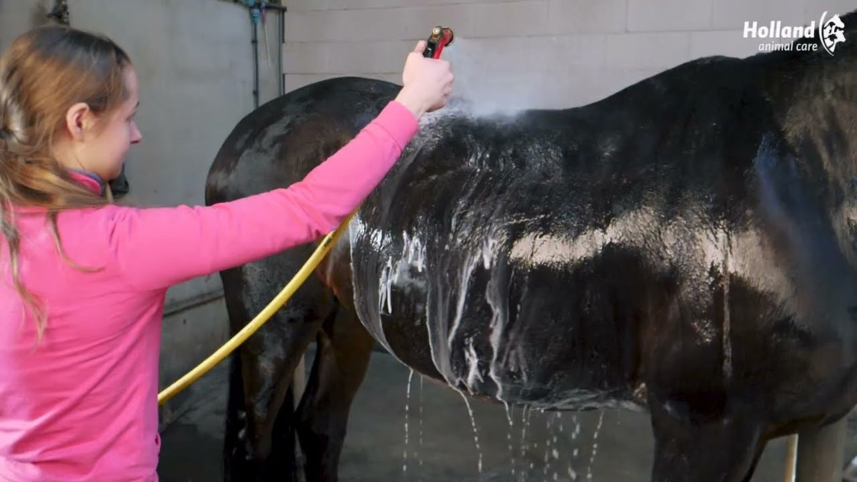 Excellent Horse Grooming Brush M Schwarz