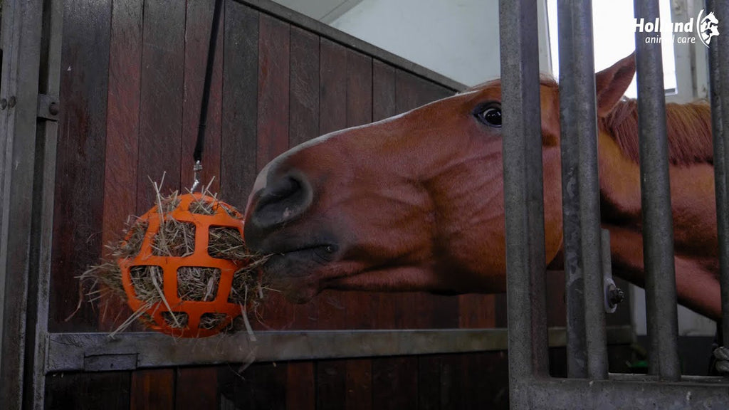 Hay Slow Feeder Fun & Flex Orange