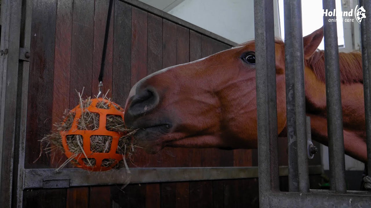 Hay Slow Feeder Fun & Flex Orange